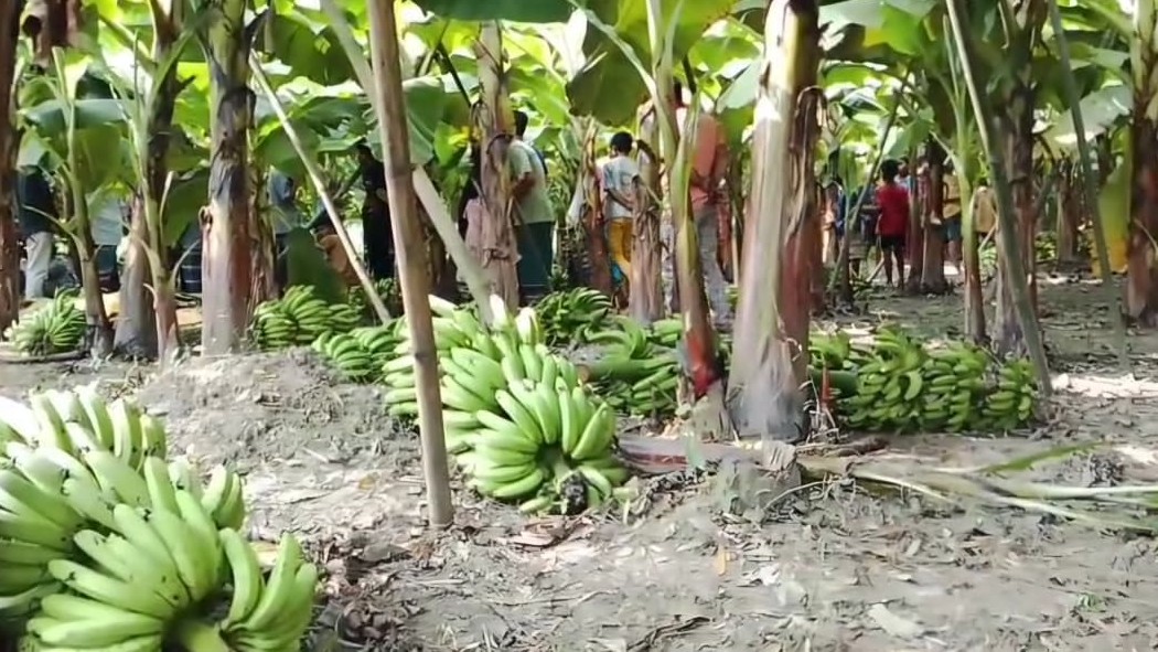 ধনবাড়ীতে রাতের আঁধারে কৃষকের ২০০ কলার কাঁদি কেটে নষ্ট